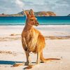 Kangaroo In An Australian Beach paint by numbers