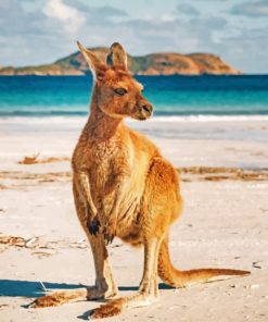 Kangaroo In An Australian Beach paint by numbers