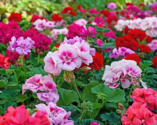 Red And Pink Geraniums paint by numbers