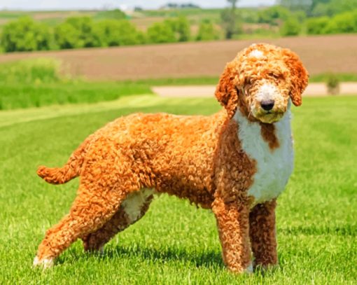 Golden Doodle Puppy paint by numbers