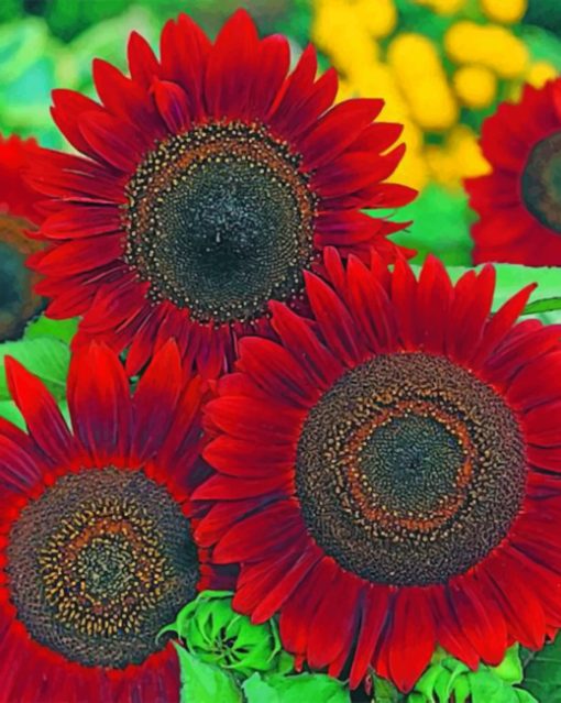 Red Sunflower paint by numbers