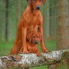 Rhodesian Ridgeback Dog paint by numbers