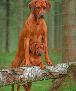 Rhodesian Ridgeback Dog paint by numbers