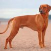 Rhodesian Ridgeback Paint by numbres