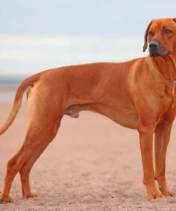 Rhodesian Ridgeback Paint by numbres