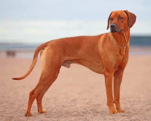 Rhodesian Ridgeback Paint by numbres