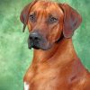 Rhodesian Ridgeback Portrait Paint by numbers