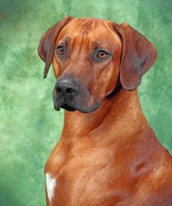 Rhodesian Ridgeback Portrait Paint by numbers