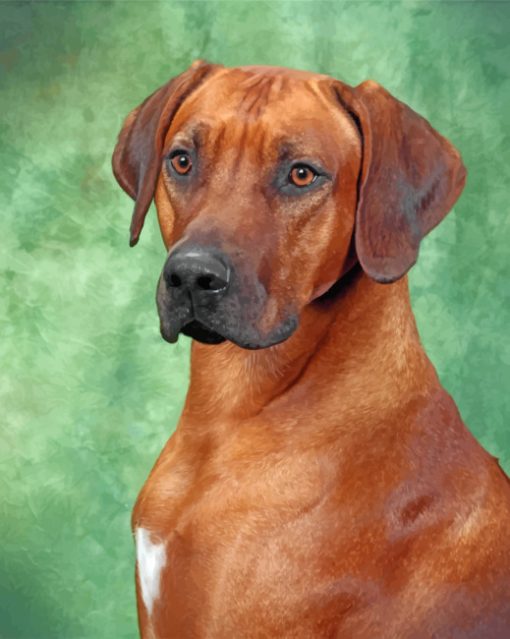 Rhodesian Ridgeback Portrait Paint by numbers