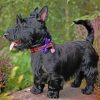 Iconic Scottish Terrier Paint by numbers