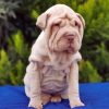 Shar Pei Dog Paint by numbers