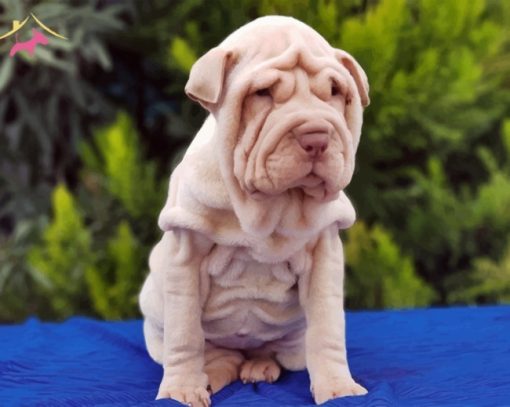 Shar Pei Dog Paint by numbers