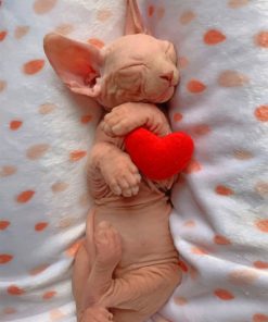 Sleepy Sphynx Cat paint by numbers