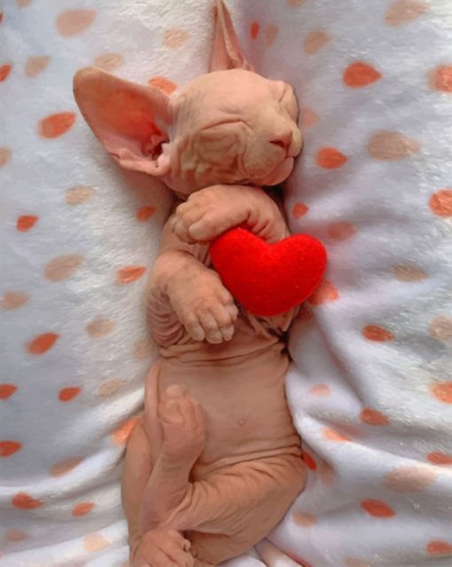 Sleepy Sphynx Cat paint by numbers