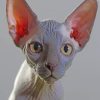 Sphynx Cat paint by numbers