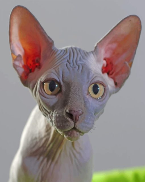 Sphynx Cat paint by numbers