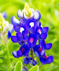 bluebonnets paint by numbers