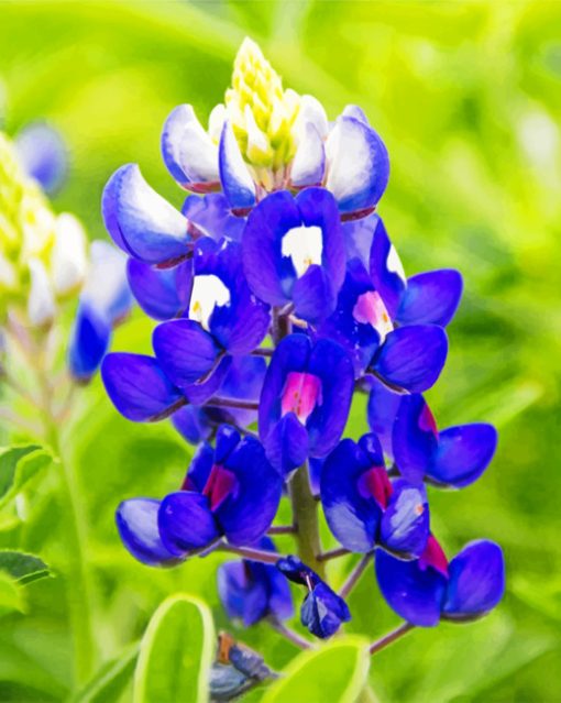 bluebonnets paint by numbers