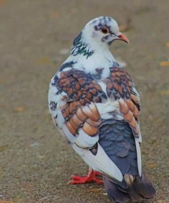 White And Gray Pigeon Paint by numbers