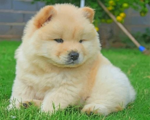 White Chow Chow - Paint by numbers