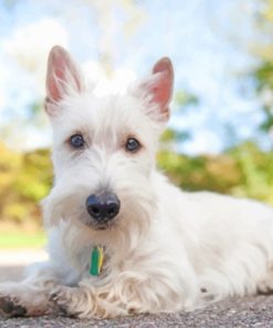 White Scottish Terrier Paint by numbers