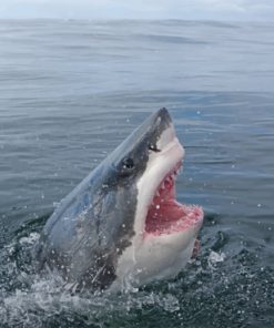 White Shark paint by numbers