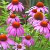 Wild Flower Gaillardia Paint by numbers