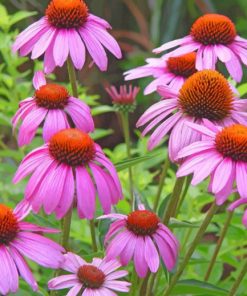 Wild Flower Gaillardia Paint by numbers