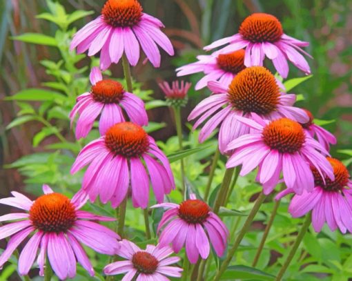 Wild Flower Gaillardia Paint by numbers