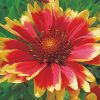 Wild Flower Gaillardia Paint by numbers