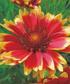 Wild Flower Gaillardia Paint by numbers