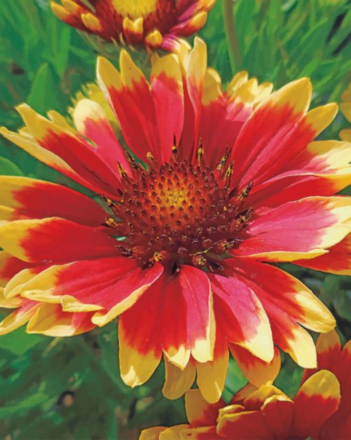 Wild Flower Gaillardia Paint by numbers