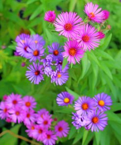 Wild Flowers Aster England Paint by numbers