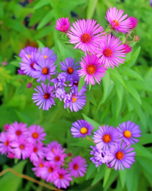 Wild Flowers Aster England Paint by numbers