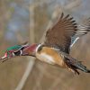 Wood Duck Paint by numbers