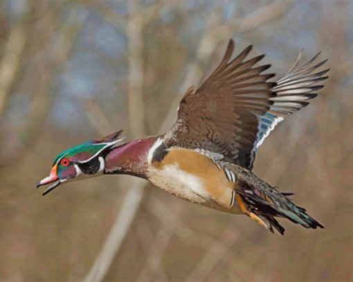 Wood Duck Paint by numbers