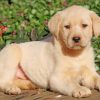 Yellow Labrador paint by numbers