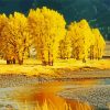 Aesthetic Yellow Landscape paint by number