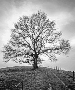 Black And White Tree paint by number