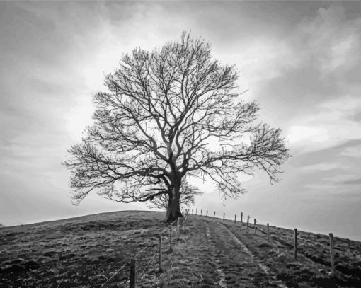 Black And White Tree paint by number