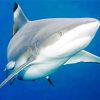 Blacktip Sharks Underwater paint by number