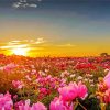 Flower Garden At Sunset paint by number