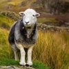 Herdwick paint by number