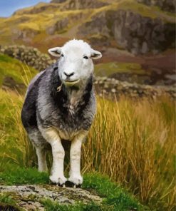 Herdwick paint by number