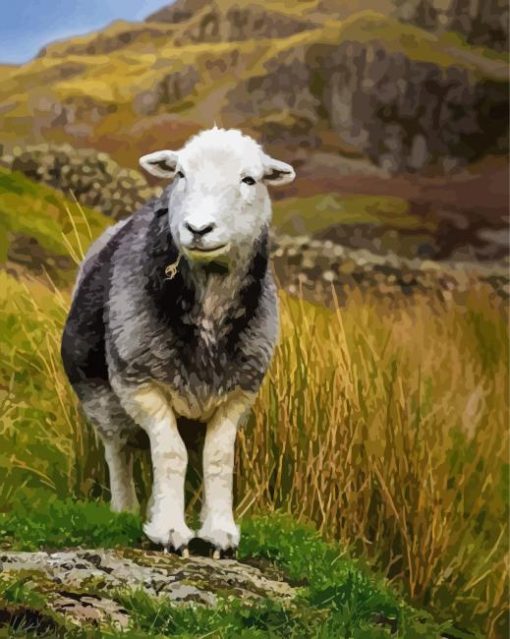 Herdwick paint by number