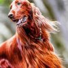 Red Setter paint by number