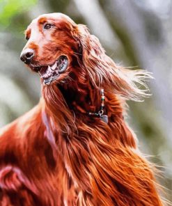 Red Setter paint by number