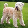 Soft Wheaten paint by number