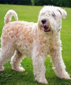 Soft Wheaten paint by number