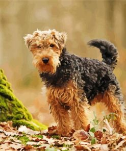 Welsh Terrier Dog paint by number